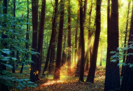 Sunlight in Forest - sunlight, picture, in forest, cool