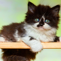 Fluffy kitty