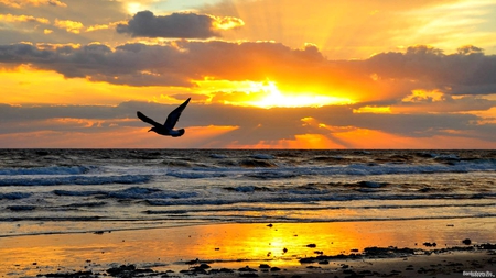 Playa - bird, sunset, beautiful, beaches, scenic, love