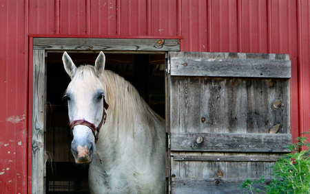 Hello, There! - doorway, horse, red, barn