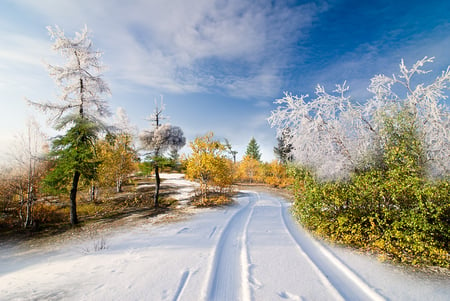 winter - white, winter, nature, scenery, road, landscape