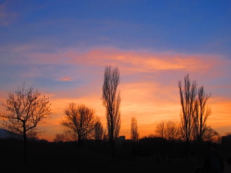 sky - sky, trees, yellow, blue