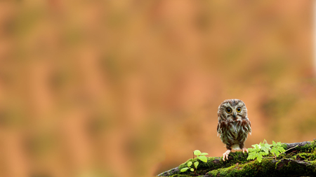 Young Owl - sweet, cute, bird, beautiful