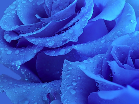 Lovely Blue Roses - mystery, friendship, unforgettable, honesty