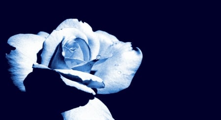 Blue Pale Rose - blue, photoshop, rose, pale, flower