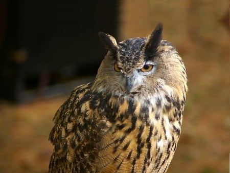 Great Horned Owl - owl, bird, horned, night