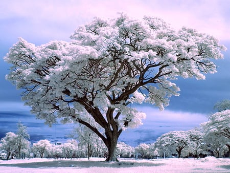 Cotton ball snow - frozen, white, winter, cold, snow, tree