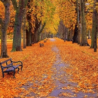 Park seats in autumn.