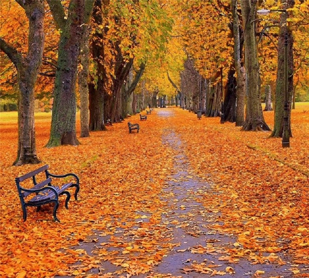 Park seats in autumn. - fall, seat, autumn, bench, leaf, tree, park