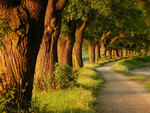 Path in the woods