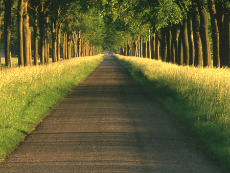 Road - wood, nature, forest, tree, road, path