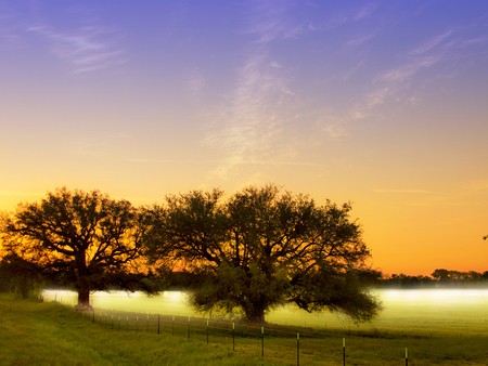 Sunshine - nature, sky, tree, sunset, grass