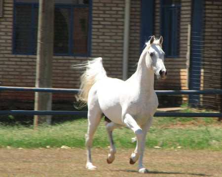 Arabian Beauty - arabian horse, beauty, horses, animals