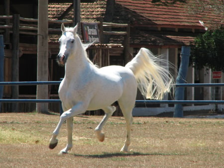 Arabian Beauty - arabian horse, beauty, horses, animals