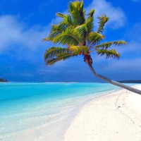 	beach with palmtree