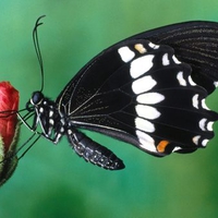 Papilio Polytes Butterfly