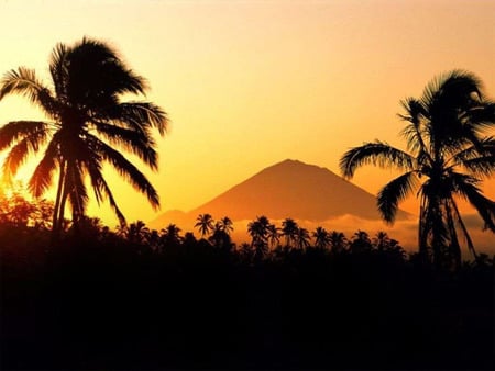 Orange Tropic - hill, photography, palms, orange, tropic, sunset