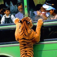 Curious Tiger