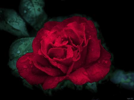 Red rose - flower, nature