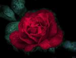 Red rose