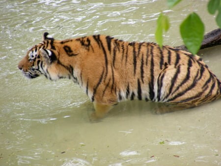 Quick Dip - water, cats, tiger, bathing, animals