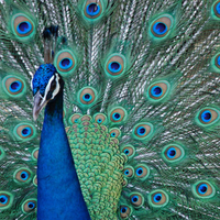 amazing peacock