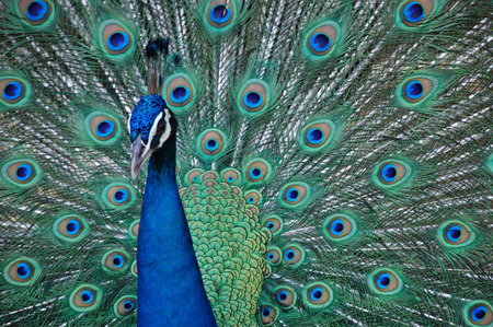 amazing peacock - bird, colours, peacock