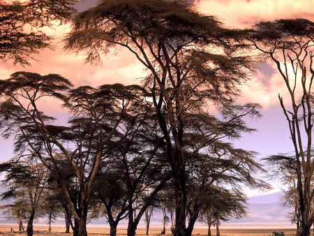 Africa - savanne, trees, africa