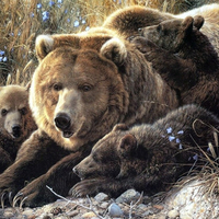 Bear family