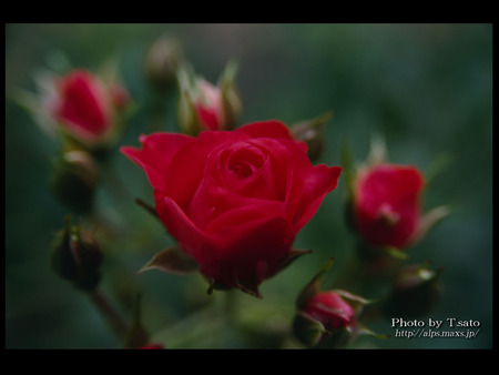 what a beauty - london, music, rose, titanic rose, red rose, flower