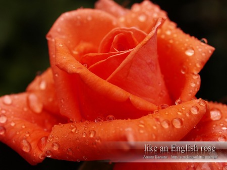 dew on the rose - rose, love, grace flower