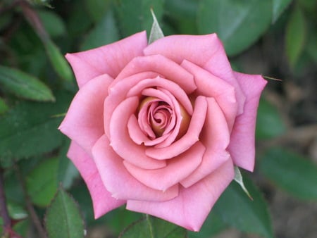 rose - love, grace flower, rose