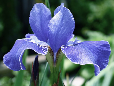 blue  - flower, blue