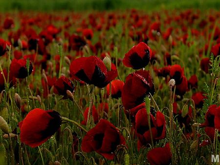 	poppies again - poppies, red