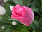 Pink Tulip Bud