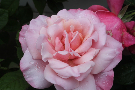 A pink Rose for you - flowers, red, green, photography, rose, pink