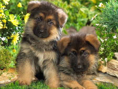 Sweet brothers - animal, grass, puppy, dog