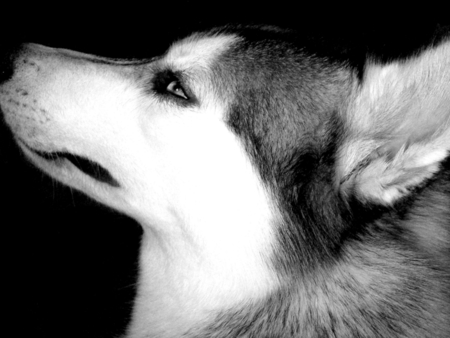 Husky - animal, husky, dog