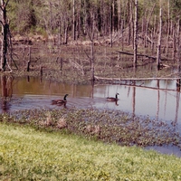 Wet Lands