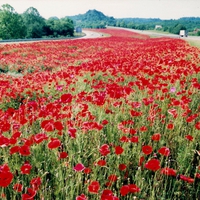 Poppy Highway