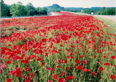 Poppy Highway - field, flowers, poppies, red