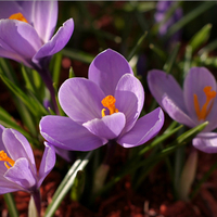 Purple flowers for my angel Luiza (Dreamer-girl)