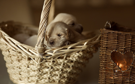 Sweet Puppies - pretty, heart, eyes, dog, dog face, animal, dogs, face, puppy, beautiful, photography, dog eyes, beauty, puppies, lovely, sweet, basket, sleep, cute, adorable, animals