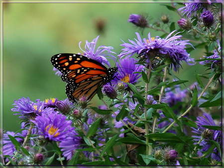 Monarch on Asters