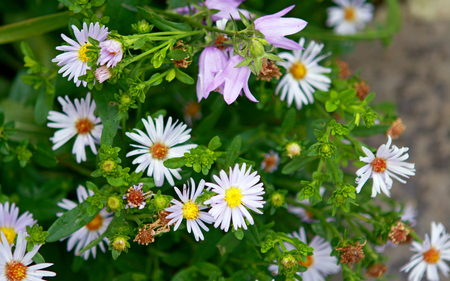 BEAUTIFUL FLOWERS - nature, amazing, cool, peaceful, flowers