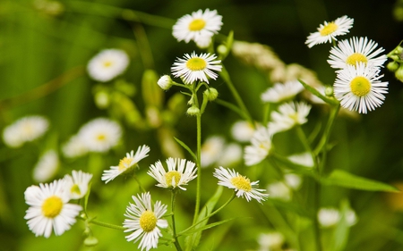 BEAUTIFUL FLOWERS - nature, amazing, cool, peaceful, flowers