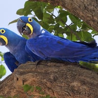 Hyacinth Macaws