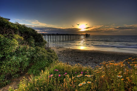 sunset - flowers, sunset, nature, scenery, beach, landscape, reflection, bridge