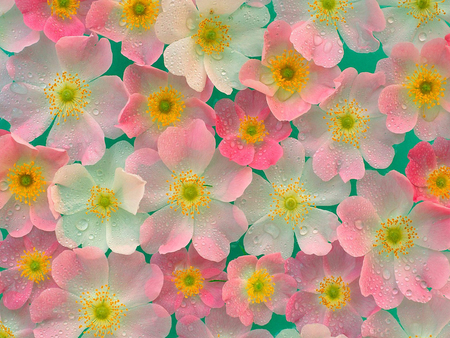 Home > Nature > Flowers Pink and Yellow Japanese Anemones - flower, petal, colour, anemone