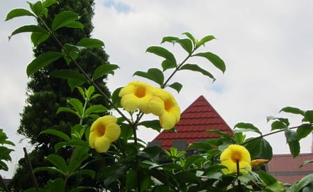 Lovely flower - yellow flower, blue sky, red roof, green tree